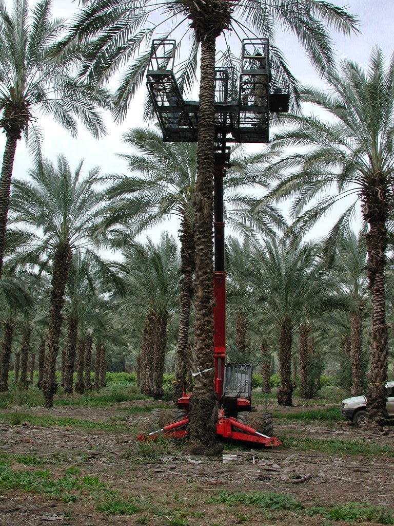 אבקת תמרים להפריה - אבקת תמר זכר 100% טבעי ללא חומרים משמרים וללא תוספים - מוצר כחול לבן איכות ישראלית